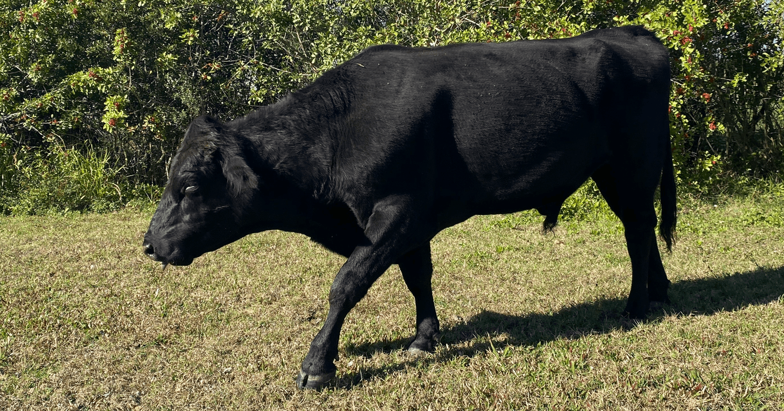 No Bull Pool Service